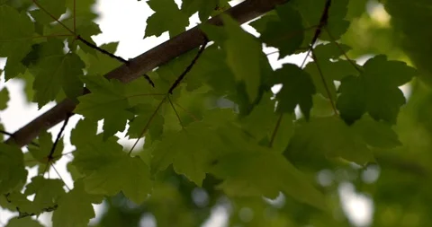 Video looking up at tree during day. Stock Footage 88377406