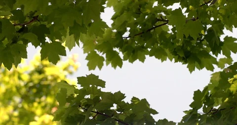 Video looking up at tree during day. Stock Footage 88377444