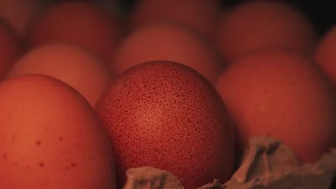 Video macro detail of brown eggs with warm light passing over them. Stock Footage 262804436