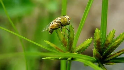 Video Macro Stock Footage 220635601