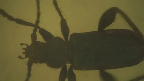 Video. Macro increase of black thick-legged beetle moves Stock Footage 91235801