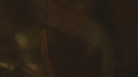 Video. Macro increase of german cockroach Stock Footage 91235483