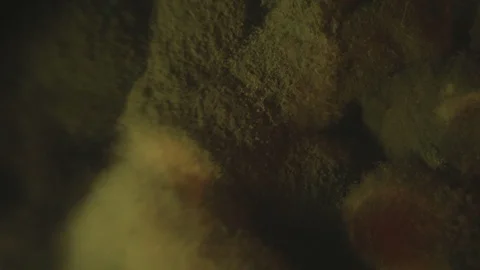 Video. Macro increase of Mucorales mold fungi at food Stock Footage 91235405