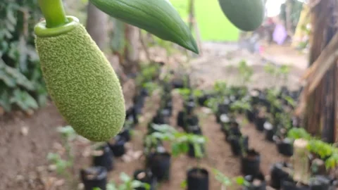 VIDEO MACRO WOULD BE Jackfruit Video stock 158481915