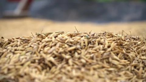 Video macro.padi drying in the hot sun.blur background Stock Footage 221879157