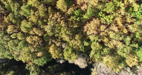 Video made with a drone lifting above a deciduous forest in fall, backgroun.. 스톡 동영상 294187699