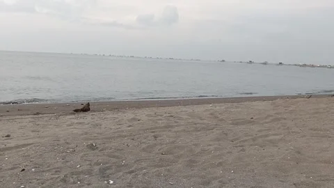 Video The Magic of Sunset at the Beach 2 Video stock 293282292