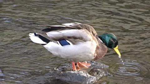 Video of a Mallard duck on a rock in a river Stock Footage 285920355