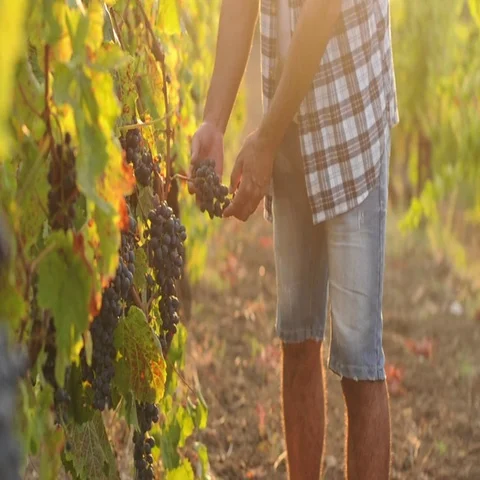 Video of a man working in a vineyard Stock Footage 69292398