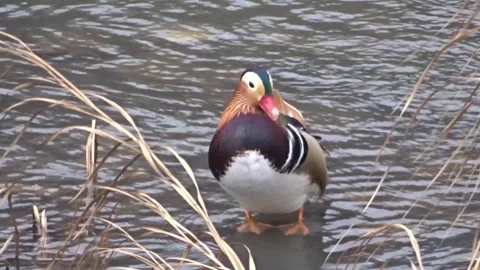 Video with a mandarin duck in Romania Stock Footage 297206201