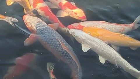 A video of many carp swimming in a pond. Stock Footage 334257560