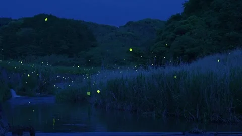 A video of many fireflies dancing around. Stock Footage 328791774