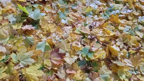 Video of many yellow leaves during autumn. Background with autumn leaves. 4K Stock Footage 291638951