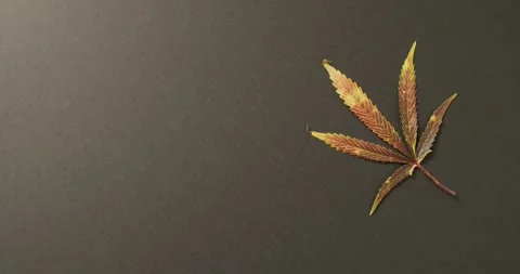 Video of marijuana leaf on grey background Stock Footage 331306904