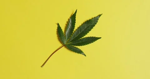 Video of marijuana leaf on yellow background Stock Footage 331207652