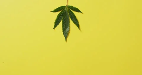 Video of marijuana leaf on yellow background Stock Footage 341560145