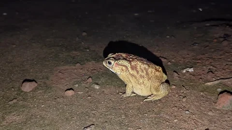 A video of massive bullfrog sits motionless in the dark, swiftly striking a.. Vídeos de archivo 335519992