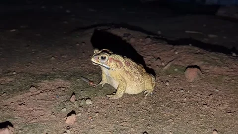 A video of massive bullfrog sits motionless in the dark, swiftly striking a.. 스톡 동영상 335520323