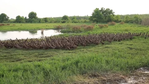 The-video-material-of-duck-in-the-field 스톡 동영상 126134682