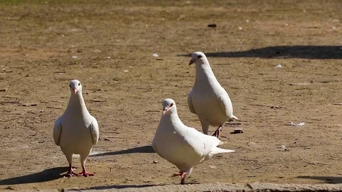 Video-material-of-harmony-between-dove-and-people-in-City-Park Stock Footage 126134054
