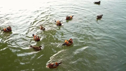 Video-material-of-mandarin-duck-playing-in-the-river 스톡 동영상 126134168