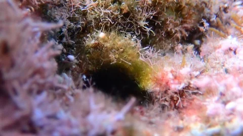 Video of Mediterranean blenny fish in underwater scene Stock Footage