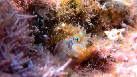Video of Mediterranean blenny fish in underwater scene Stock Footage 116550153