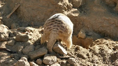 Video of meerkat in 4K Vídeos de archivo 88622159