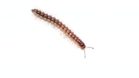 Video of a millipede on a white background. Stock Footage 262129200