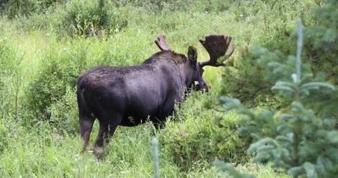 This is a video of a moose in Colorado. Stock Footage 342218106