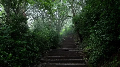 A video of moss covered stairs to the top of hill surrounded by lush greene.. Stock Footage 339650800