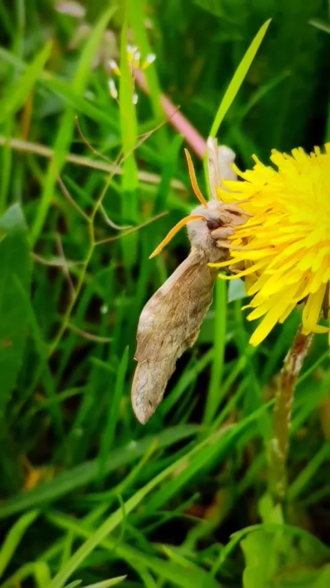 Video: the moth sleeps on yellow roe Stock Footage 240926013