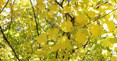 Video in motion on the leaves of a tree in autumn Stock Footage 101472916