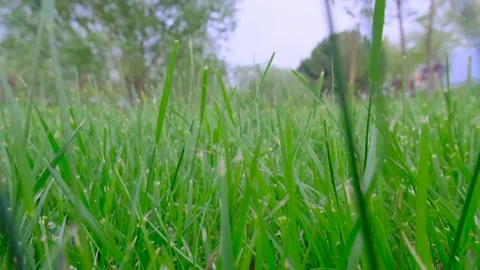 Video of moving first inside green grass Stock Footage 154662377