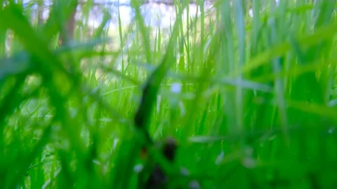 Video of moving first inside green grass Stock Footage 157004193
