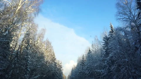 Video from a moving vehicle, a look at the trees and the canopy of the snow-cove Stock Footage 101109042