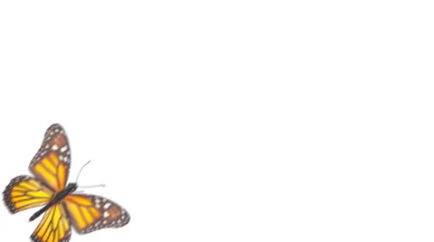 .Video multi-colored butterfly with alpha channel Stockbeeldmateriaal 62193147