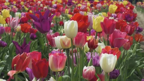 Video of Multi-Colored Tulips in Spring Field, 4K Stock Footage 153820566