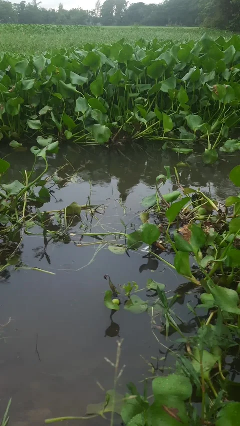 Video of natural view Stock Footage 315240725