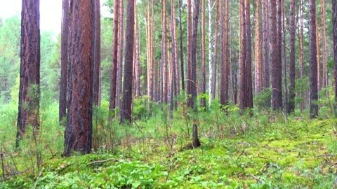 Video with nature, sky, and forest, leaves and trees, water, mountain, mountains Stock Footage 142218434