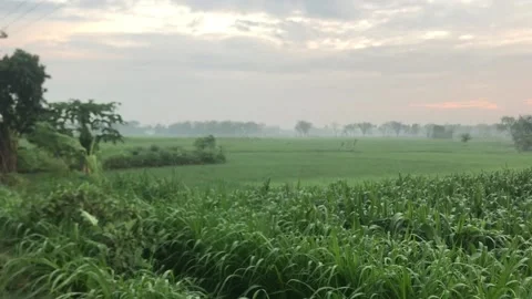 Video nature view Видео 209638965