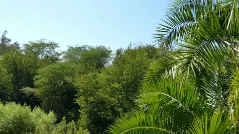 Video of oasis in 4K Stock Footage 86039481