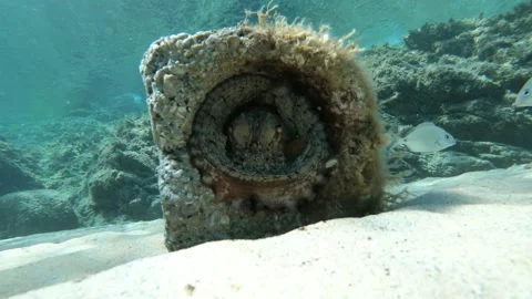 Video of octopus hidden in a hole between rocks looking out Stock Footage 145891777