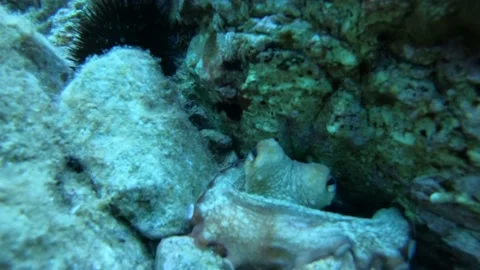 Video of octopus hidden in a hole between rocks looking out Stock Footage 145891781