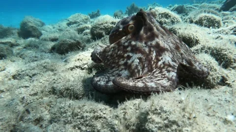 Video of octopus hidden in a hole between rocks looking out Stock Footage 145891875