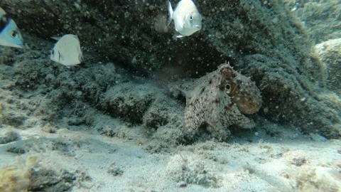 Video of octopus hidden in a hole between rocks looking out Stock Footage 145892018