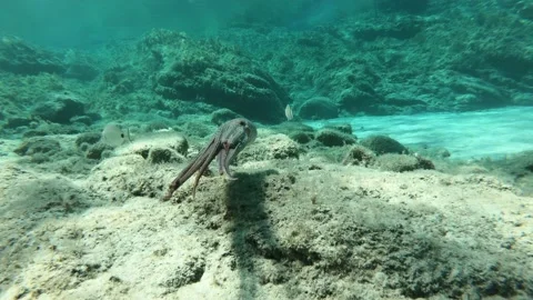 Video of octopus swimming over rocks in Ikaria Video stock 145892012