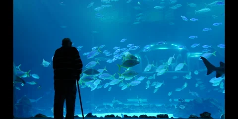 A video of an old man looking at various varieties of sea animals. Stock Footage 283002955