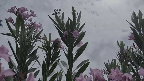 Video of oleander tree and pink flowers with branches swaying in the wind. Stock Footage 253093435
