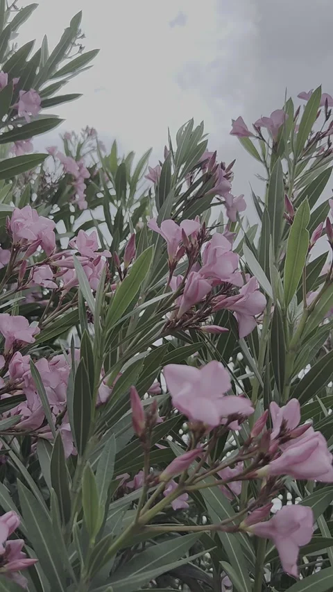 Video of oleander tree and pink flowers with branches swaying in the wind. Stock Footage 253093460